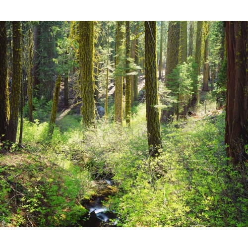 CA, A lush forest in the Western High Sierra